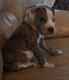 Great Dane Puppies for sale in Monroe, GA, USA. price: $600