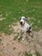 Great Dane Puppies for sale in Crestview, FL, USA. price: NA