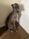 Great Dane Puppies for sale in Augusta, GA, USA. price: NA