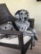 Great Dane Puppies for sale in El Cajon, CA 92021, USA. price: NA