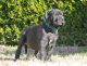 Great Dane Puppies for sale in Tulsa, OK, USA. price: $3,000