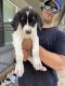 Great Dane Puppies for sale in Sanford, FL, USA. price: NA