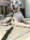 Great Dane Puppies for sale in Manhattan, New York, NY, USA. price: NA