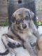 Great Dane Puppies for sale in Vista, CA 92084, USA. price: NA