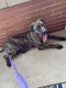 Great Dane Puppies for sale in Allentown, PA, USA. price: $150