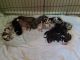 Great Dane Puppies for sale in La Fontaine, IN 46940, USA. price: $800