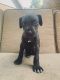 Great Dane Puppies for sale in Lawrenceburg, TN, USA. price: NA