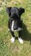 Great Dane Puppies for sale in Polkton, NC 28135, USA. price: NA