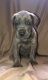 Great Dane Puppies for sale in Dawson Springs, KY 42408, USA. price: $1,800