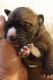 Great Dane Puppies for sale in Morriston, FL 32668, USA. price: $1,500