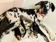 Great Dane Puppies for sale in Kirby, AR 71921, USA. price: $300