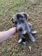 Great Dane Puppies for sale in Friendswood, TX 77546, USA. price: NA