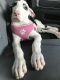 Great Dane Puppies for sale in Houston, TX, USA. price: $1,500