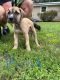 Great Dane Puppies for sale in Lexington, NC 27292, USA. price: $700