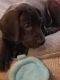 Great Dane Puppies for sale in Vallejo, CA, USA. price: NA