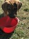 Great Dane Puppies for sale in Lagrange, ME, USA. price: $900