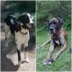 Great Dane Puppies for sale in Battle Creek, MI, USA. price: NA