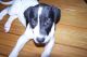 Great Dane Puppies for sale in St. Augustine, FL, USA. price: NA