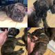 Great Dane Puppies for sale in San Antonio, TX, USA. price: $1,200