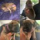 Great Dane Puppies for sale in San Antonio, TX, USA. price: $1,000