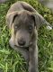 Great Dane Puppies for sale in San Antonio, TX, USA. price: $500