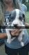 Great Dane Puppies for sale in Porter, TX 77365, USA. price: NA