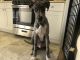 Great Dane Puppies for sale in Rego Park, Queens, NY, USA. price: NA