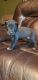 Great Dane Puppies for sale in Paw Paw, MI 49079, USA. price: NA
