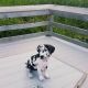 Great Dane Puppies for sale in Miami, FL, USA. price: $1,500