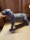 Great Dane Puppies for sale in Bridgeton, NJ 08302, USA. price: $1,500