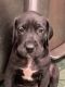 Great Dane Puppies for sale in Tarentum, PA, USA. price: NA