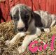 Great Dane Puppies for sale in Palmyra, IN 47164, USA. price: $500