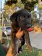 Great Dane Puppies for sale in 17294 Redmaple St, Fontana, CA 92337, USA. price: NA