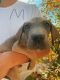 Great Dane Puppies for sale in Orem, UT, USA. price: NA