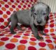 Great Dane Puppies for sale in 902 Beech St, Coffeyville, KS 67337, USA. price: $800
