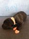 Great Dane Puppies for sale in Palmer, TX, USA. price: NA