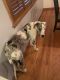 Great Dane Puppies for sale in Endicott, NY 13760, USA. price: $1,000