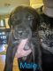 Great Dane Puppies for sale in Georgetown, TX, USA. price: NA