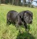 Great Dane Puppies for sale in Anthony, FL 32617, USA. price: NA