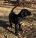 Great Dane Puppies for sale in Aurora, CO, USA. price: NA