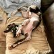 Great Dane Puppies for sale in Lynnwood, WA, USA. price: NA
