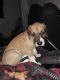 Great Dane Puppies for sale in Lawton, OK 73505, USA. price: NA