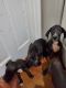 Great Dane Puppies for sale in Brooklyn, NY, USA. price: NA