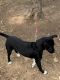 Great Dane Puppies for sale in Mannford, OK, USA. price: $50