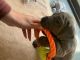Great Dane Puppies for sale in California City, CA, USA. price: $400