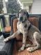 Great Dane Puppies for sale in Milwaukee, WI, USA. price: NA