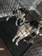 Great Dane Puppies for sale in 6242 S Mulligan Ave, Chicago, IL 60638, USA. price: NA
