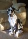 Great Dane Puppies for sale in Brookline, MA 02446, USA. price: $950