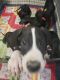Great Dane Puppies for sale in Cleveland, TX, USA. price: NA