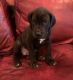 Great Dane Puppies for sale in 2076 Co Rd 230, Clanton, AL 35045, USA. price: $600